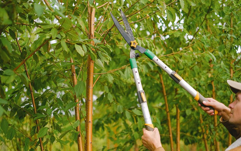 Tree trimming in Sioux Rapids, IA